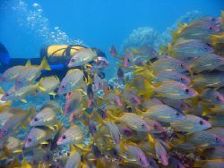 Diver peering at a group of blue stripe snappers. Maui, H... by Todd Meadows 